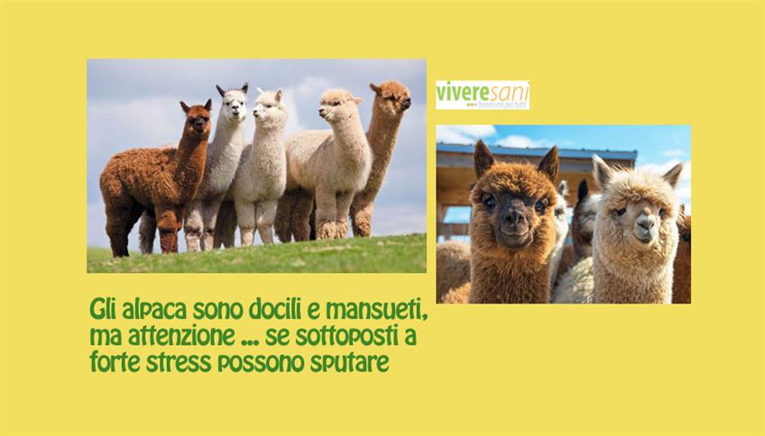 Alpaca, parente del lama